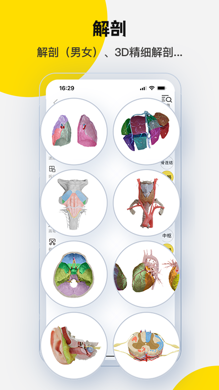 3Dbody解剖2