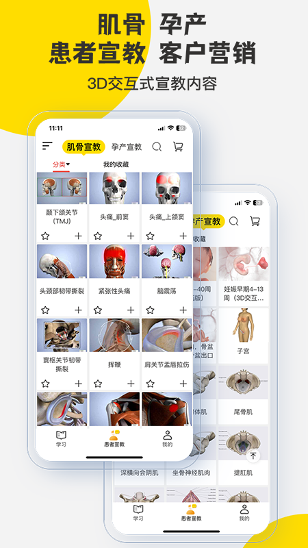 3Dbody解剖11