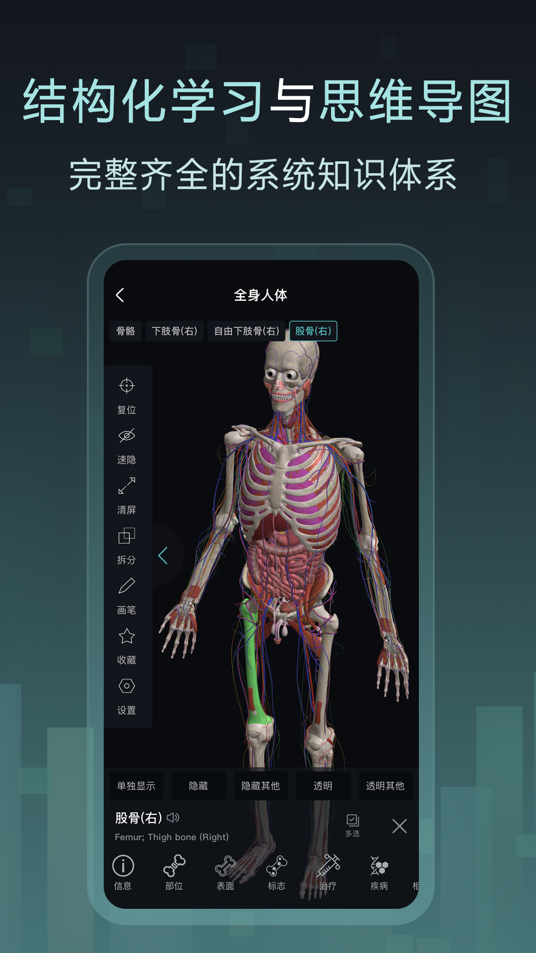 Easy解剖2