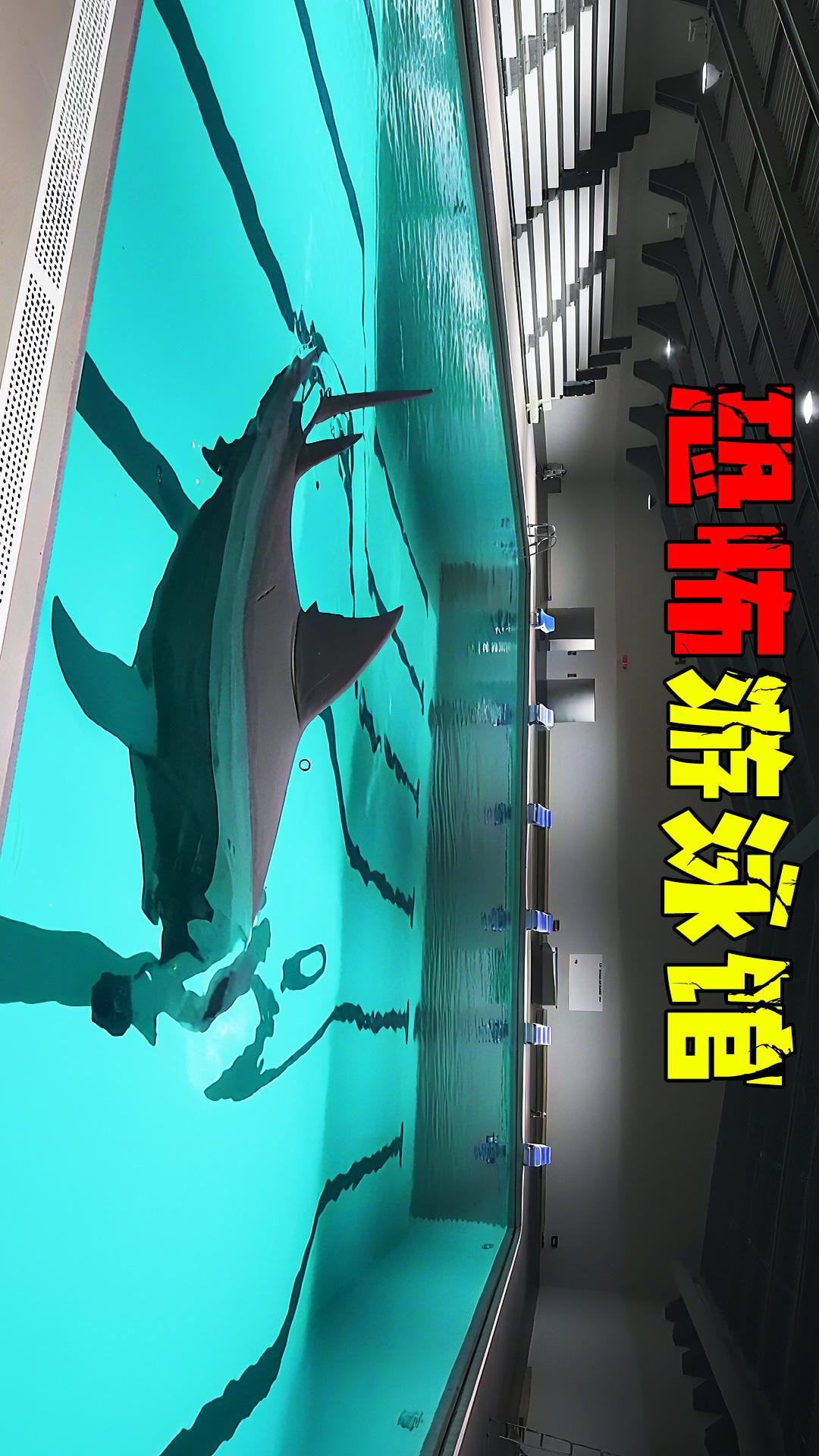 鲨鱼生存进化模拟4